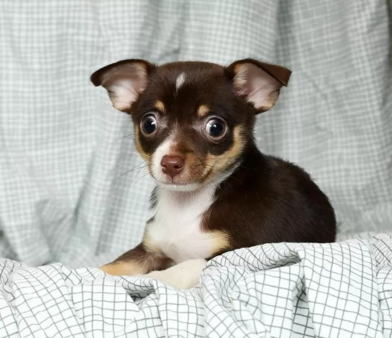 Chihuahuas Available Now!